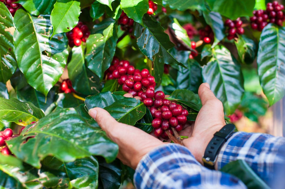 Why Are Coffee Prices Rising?